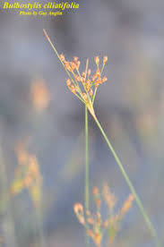 Image result for Bulbostylis sp.no.4