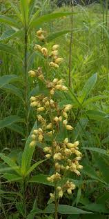 Image result for Ficalhoa laurifolia
