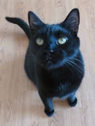 Black And White Siamese Cat A Beautiful Black Cat With Pleading Eyes Black Cat White Cats Cats