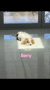 Hyunjin and Bang Chan with Berry and Kkami: Exploring the Meaning of Wang  Wang