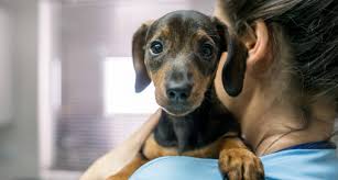Roundworms and hookworms are very common in puppies. Deworming Puppies What To Expect