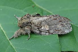 Image result for Peridea anceps