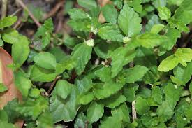 Image result for Droguetia iners