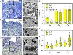 Taylor kitchen scale gray 11 lb propane. Frontiers Lipid Body Dynamics In Shoot Meristems Production Enlargement And Putative Organellar Interactions And Plasmodesmal Targeting Plant Science