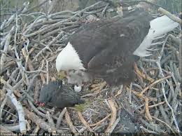 Big bear valley is the 7th most biologically diverse place in the country! San Bernardino National Forest On Twitter The Mother Bald Eagle Was Just Feeding On An American Coot It Looks Like She Fed At Least One Of The Chicks Watch Live Here Https T Co Ib7whq82uf