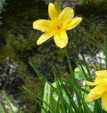 Rosa singola stabilizzata gialla a gambo lungo. Hemerocallis Famiglia Liliaceae Coltivazione E Cura Delle Piante Di Hemerocallis