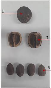 Image result for Croton gratissimus