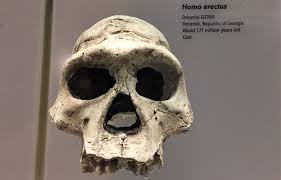 Il est apparu il y a environ 200 000 ans et il a vécu jusqu'il y a 30 000 ans. L Ancetre De L Homme Moderne Etait Moins Elance Qu Un Marathonien Daily Science