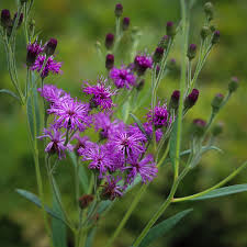 Image result for Vernonia jelfiae