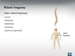 Rdzeń kręgowy jest częścią ośrodkowego układu nerwowego, przewodzącą bodźce między mózgowiem a układem obwodowym. Jak Nazywa Sie Uklad Przedstawiony Na Ilustracji Mozgowie Ppt Pobierz