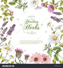 Vector Healing Flowers And Herbs Frame Design For Herbal Tea Natural Cosmetics Perfume Health Care Products Homeopathy Healing Flowers Flower Frame Herbs