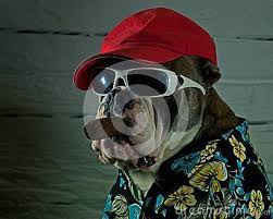 Olde English Bulldog With Sunglasses Hat And Cigar English Bulldog Dog Photos Bulldog