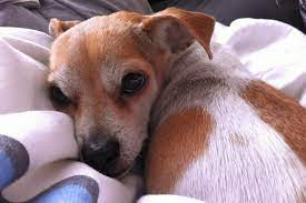 Our Dog Has Cancer And We Re Not Treating It Time
