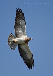 Black Bird With White Chest Colorado Pin On Colorado The Centennial State