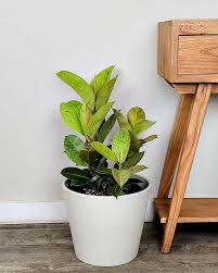 Image result for Ficus muelleriana