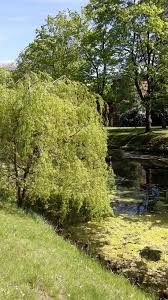 Trauerweide Trauerweide Baum Wald
