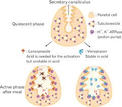 Image result for Potassium Competitive Acid Blocker