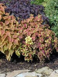 Image result for Coleus esculentus