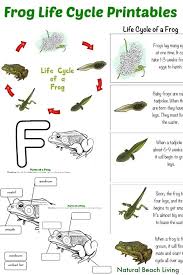 Frog Life Cycle Activities For Kindergarten With Free Printables Natural Beach Living Frog Life Cycle Activities Frog Life Life Cycles
