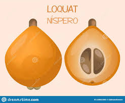 Ilustración De Frutos De Medario De Loquat. Medalla Japonesa De Loquat  Ilustración del Vector - Ilustración de dieta, elemento: 228653882