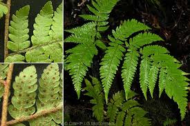 Image result for Ctenitis