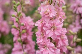 Image result for Delphinium