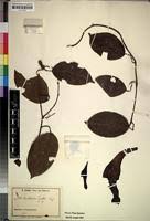 Image result for Aristolochia zenkeri