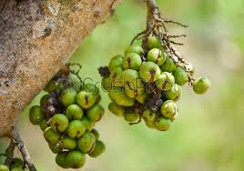 Female tree attiring double photos: Small Green Wild Fig Fruit On Tree Ficus Carica Stock Photo Crushpixel