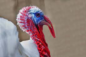 Maybe you would like to learn more about one of these? Is The Post Office Open On Thanksgiving 2019