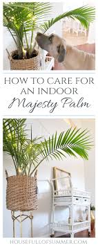 Lowe designs bright creations bright gate brite star bullseye's playground burton + burton byu cougars c&f home captain america carolina panthers chicago. How To Care For An Indoor Majesty Palm House Full Of Summer Coastal Home Lifestyle