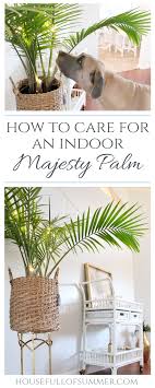 According to griffith, the majesty palm resembles a kentia palm when young and a royal palm when mature. How To Care For An Indoor Majesty Palm House Full Of Summer Coastal Home Lifestyle