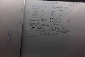 Amoeba sisters alleles and genes answer key quizlet. Stanley G Oswalt Academy