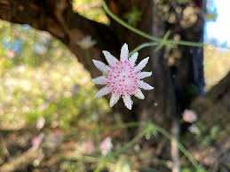 Pcc 205 gum tree leaves printed craft fabric. Rare Pink Flannel Flowers Bringing Joy To A Fire Ravaged Landscape Blue Mountains Posts Fresh Air Daily