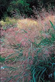 Image result for Panicum gilvum