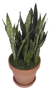Snake Plants With Yellow Leaves That Are Curling Hunker Snake Plant Snake Plant Care Plants