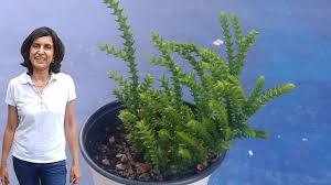 It's best to use the soak and dry method , and allow the soil to dry out completely between waterings. Watch Chain Succulent A Beautiful Filler With Actual Results Youtube