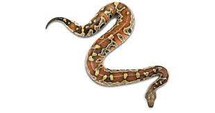 All below listed snakes are harmless. Facts About Snakes Snake Facts For Kids Dk Find Out