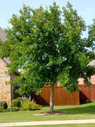 Best Shade Trees For Texas Neil Sperry S Gardens