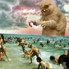 See more ideas about funny animals, funny cats, cute animals. Cat Funny Cat Photoshop