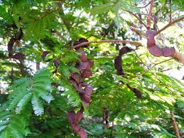 Image result for Cathormion