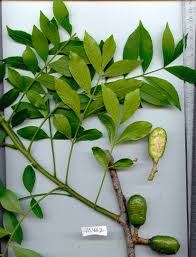 Image result for Anacardiaceae