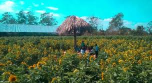 Bunga lawang atau kembang lawang bukan seperti jenis bunga pada umumnya. Jiwan S Garden Destinasi Wisata Baru Di Kabupaten Kupang Infontt Com