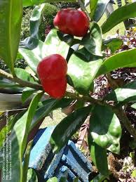 European rowans have slightly bitter, but edible, berries that can be made into a jelly. Plant Identification Closed Tropical Shrub With Red Fruit Id 1 By Carefreecynthia