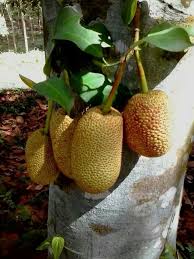 Giant Fruit