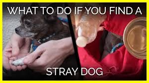 Maybe you would like to learn more about one of these? Let S Fix L A Need Spay Neuter Help Try These Resources Peta