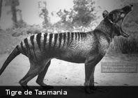El demonio de tasmania es un animal de tipo marsupial carnívoro, también conocido como el diablo de tasmania, su nombre fue dado por los colonos europeos al escuchar sus sonoros chillidos. La Leyenda Del Tilacino El Ya Extinto Tigre De Tasmania Culturizando Com Alimenta Tu Mente