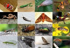 A few centuries ago, humans began to generate curiosity about the possibilities of what may exist outside the land they knew. Click The Insect Orders Quiz