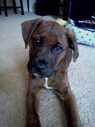 Boxadors Are The Best Dogs I Love My Buddy Boxador Puppies Baby Dogs Dogs