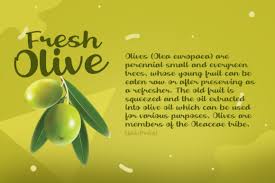 Fresh Olive Font By Khurasan Creative Fabrica