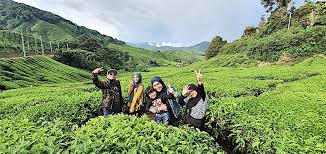 Berkumpul dan bertolak hari kedua 6.00 pagi antara ladang teh yang menjadi tarikan adalah ladang teh boh. Ladang Teh Paling Popular Di Cameron Highlands Pahang
